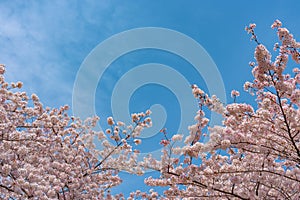 Meguro Sakura (Cherry blossom) Festival