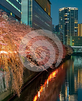 Meguro Sakura (Cherry blossom) Festival