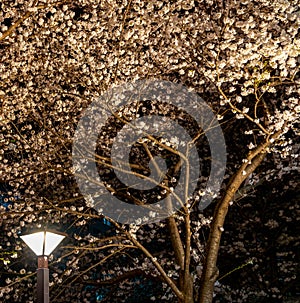 Meguro Sakura (Cherry blossom) Festival