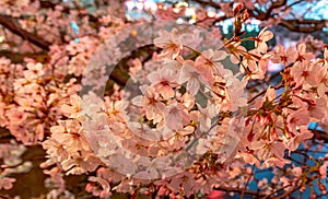 Meguro Sakura (Cherry blossom) Festival