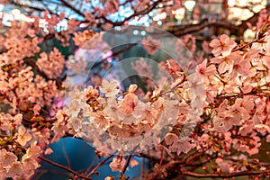 Meguro Sakura (Cherry blossom) Festival