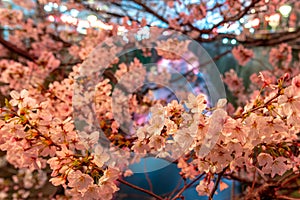 Meguro Sakura (Cherry blossom) Festival