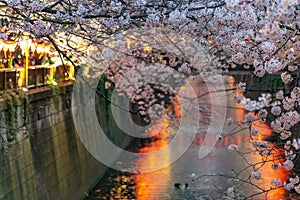 Meguro Sakura (Cherry blossom) Festival