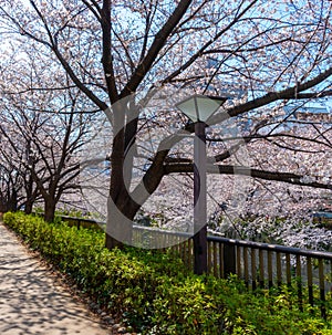 Meguro Sakura (Cherry blossom) Festival