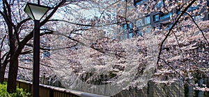 Meguro Sakura (Cherry blossom) Festival