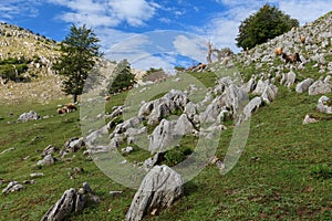 The Mehedinti Mountains