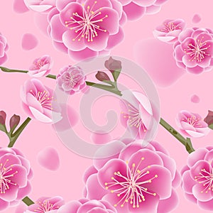 Mei flowers, Chinese national flower bright pink photo