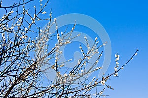 Mei plum flower