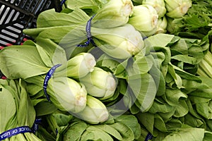 Mei Quin Choi, Shanghai Bok Choi, Baby pak choi