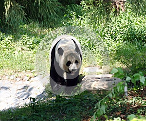 Mei Xiang