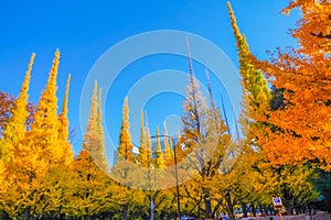 Meiji Jingu Gaien Ginkgo Trees photo