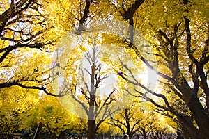 Meiji-jingu Gaien Park`s Ginkgo Avenue