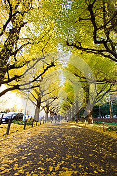 Meiji-jingu Gaien Park`s Ginkgo Avenue photo