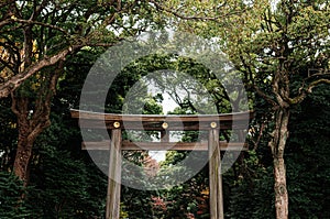 Wooden Torii gate of Meiji Jingu Shrine under big tree in Tokyo