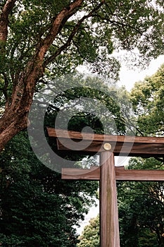 Wooden Torii gate of Meiji Jingu Shrine under big tree in Tokyo