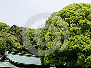 Meiji Shrine, Shibuya, Tokyo, Japan - Huge green leafy trees and roof of the temple