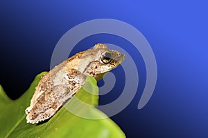 Meintein Tree Frog