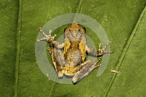 Meintein Tree Frog
