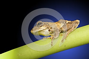 Meintein Tree Frog