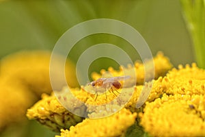 Meiosimyza Fly on a Tansy photo