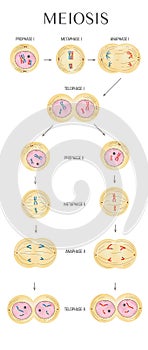 meiosis