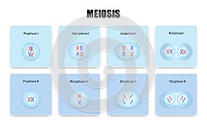 Meiosis cell division