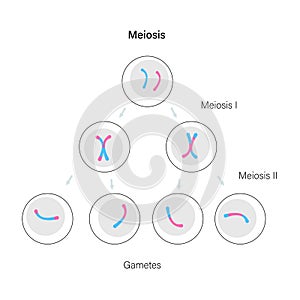 Meiosis cell division