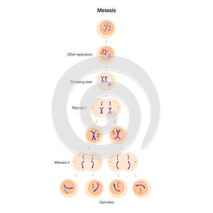 Meiosis cell division