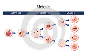 Meiosis. cell division. homologous chromosomes