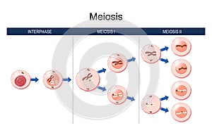 Meiosis. cell division. homologous chromosomes photo