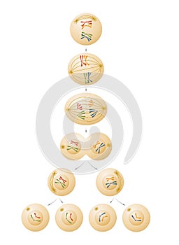 Meiosis cell division illustration