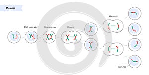 Meiosis cell division photo