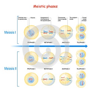 Meiosis. cell division process photo
