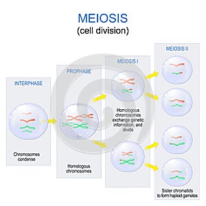 Meiosis. cell division for produce the gametes, such as sperm or egg cells