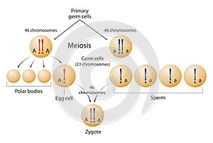 Meiosis and Formation of zygote. photo