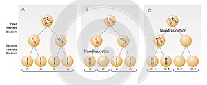 Meiosis I Meiosis II Fertilization Zygote The left image at the blue arrow is nondisjunction taking place during meiosis II. The