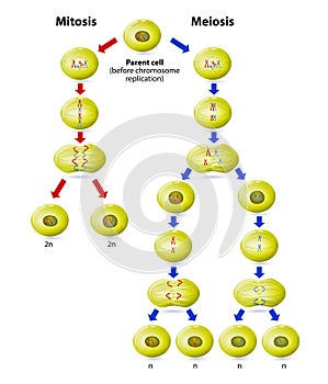 Meiosis vs Mitosis photo