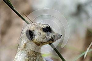 The Meir Cats is standing and looking at something