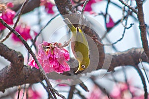 Mejiro,japanese white-eye bird