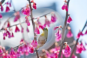 Mejiro,japanese white-eye bird