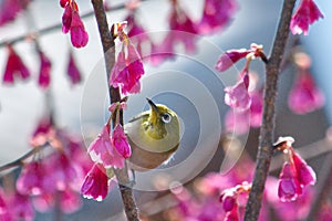 Mejiro,japanese white-eye bird