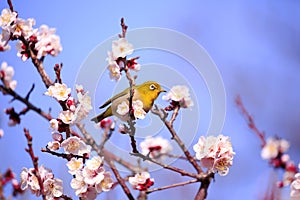 Mejiro on a twig of japanese apricot