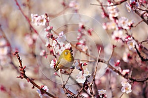 Mejiro on a twig of japanese apricot