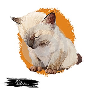 Mekong bobtail kitten digital art illustration. Sleeping catty watercolor portrait. Cute face of furry catty from South