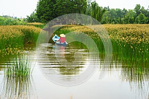 Mekong delta landscape with Vietnamese woman rowing boat on Nang - type of rush tree field, South Vietnam