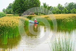 Mekong delta landscape with Vietnamese woman rowing boat on Nang - type of rush tree field, South Vietnam