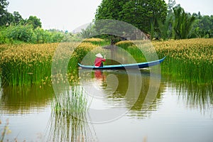 Mekong delta landscape img