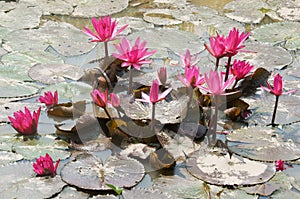 Mekong Delta travel, rice field, water lily flower