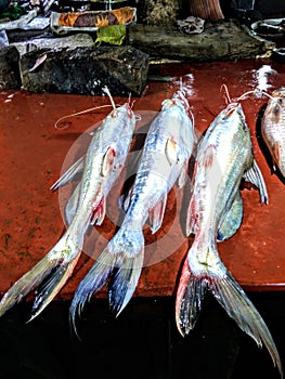 Mekong giant cat fish. One type non veg food.