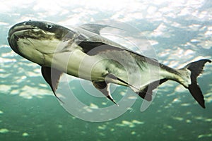 Mekong giant catfish